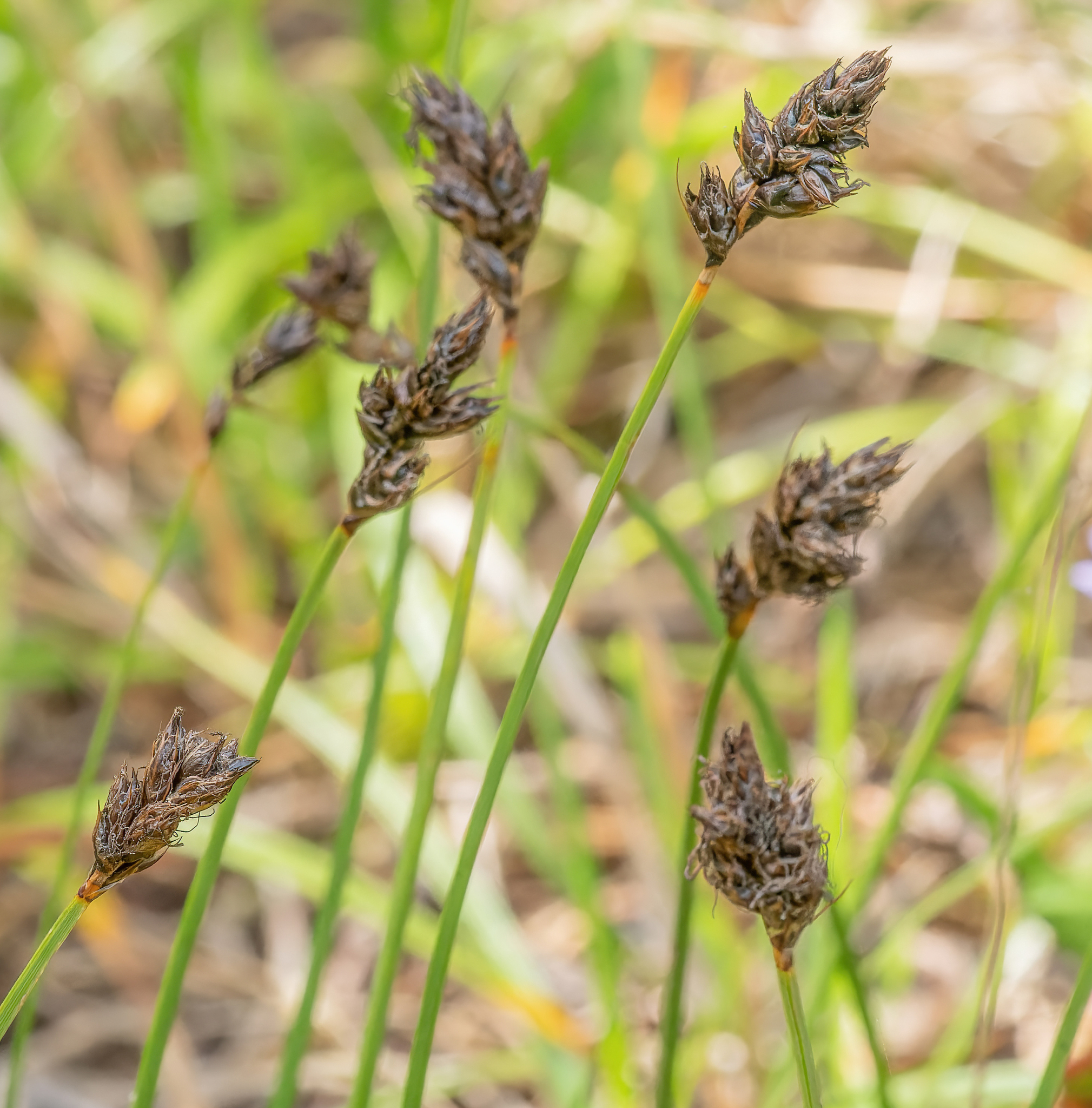 Carex pansa