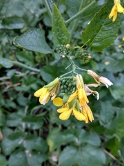 Raphanus raphanistrum