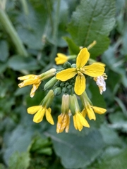 Raphanus raphanistrum