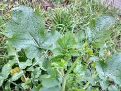 Raphanus raphanistrum