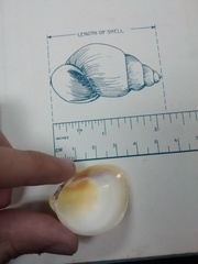 Laevicardium serratum