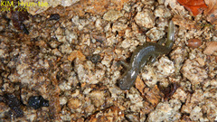 Hynobius leechii