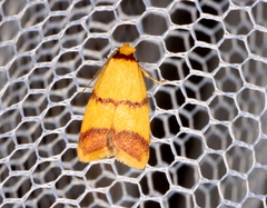 Heteroteucha translatella