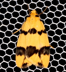 Termessa congrua
