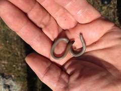 Pygopodidae