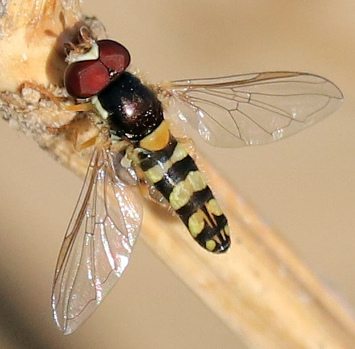 Exotic Streaktail photo 3