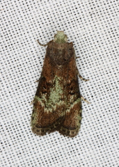 Heteromicta tripartitella