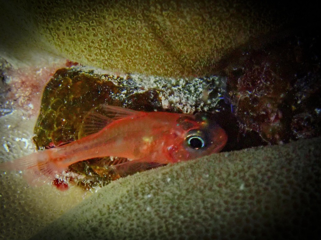 Ruby Cardinalfish
