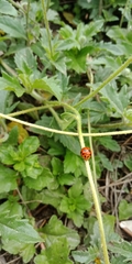Coccinellidae