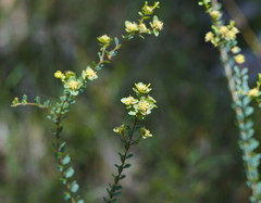 Pimelea flava flava