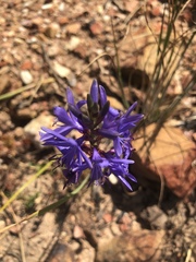 Thereianthus bulbiferus