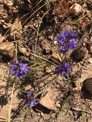 Thereianthus bulbiferus