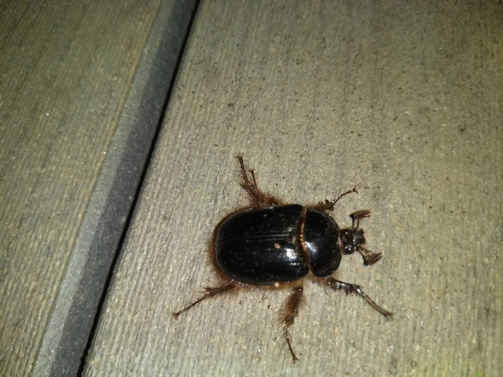 Fimbriate Rain Beetle