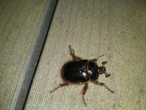 Fimbriate Rain Beetle