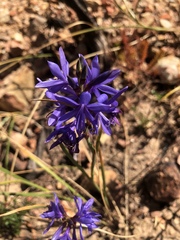 Thereianthus bulbiferus