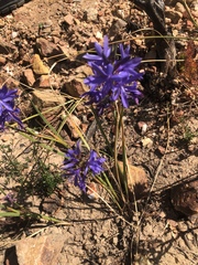 Thereianthus bulbiferus