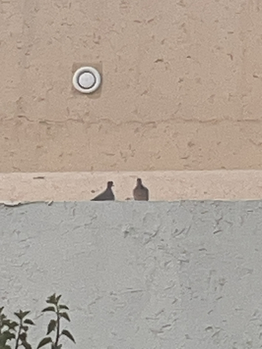 Laughing Dove