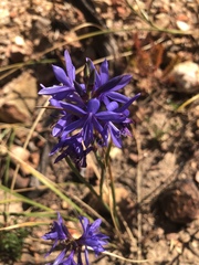 Thereianthus bulbiferus