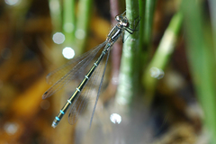 Coenagrion resolutum