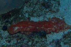 Hexabranchus