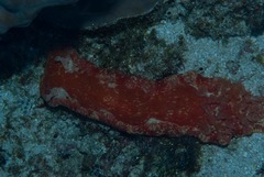 Hexabranchus
