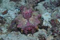 Inimicus filamentosus