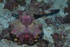 Inimicus filamentosus