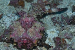 Inimicus filamentosus