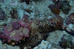 Inimicus filamentosus