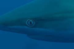 Carcharhinus albimarginatus