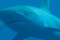 Carcharhinus albimarginatus