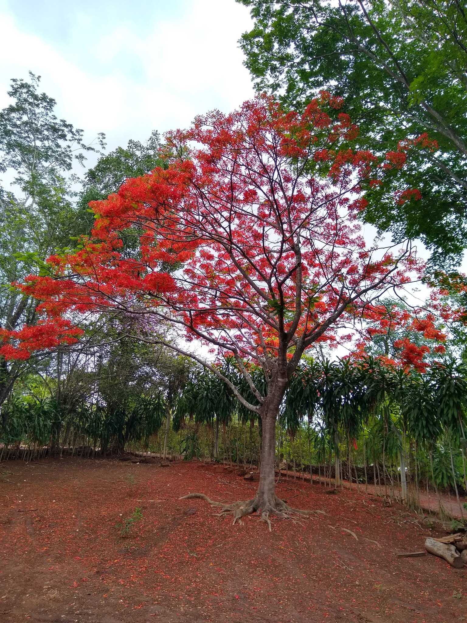 Delonix regia
