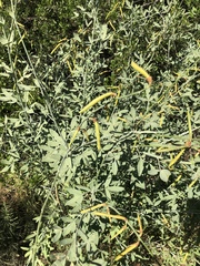 Calobota cytisoides