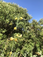Calobota cytisoides