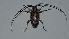 Alcidion umbraticum