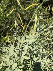 Calobota cytisoides