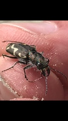 Cicindela senilis