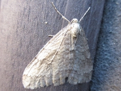 Operophtera relegata