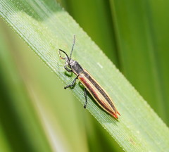 Eurispa vittata