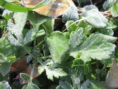 Artemisia princeps