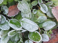 Trigonotis peduncularis