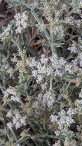 Tournefort's Pickling Herb (Echinophora tournefortii)