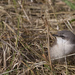 Desert Whitethroat - Photo (c) Maarten Bos, some rights reserved (CC BY-NC-SA)