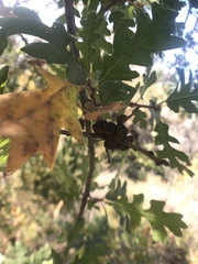 Disholcaspis eldoradensis