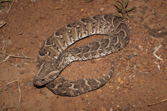 Puff Adder photo 4