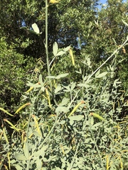 Calobota cytisoides