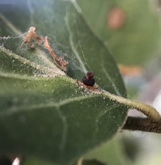 Callirhytis serricornis