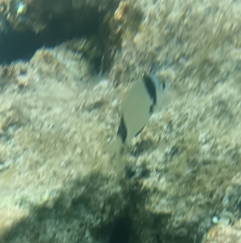 Diplodus vulgaris