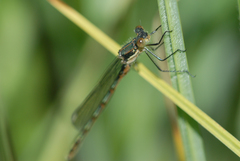 Lestes dryas