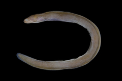 Palechin Moray photo 2